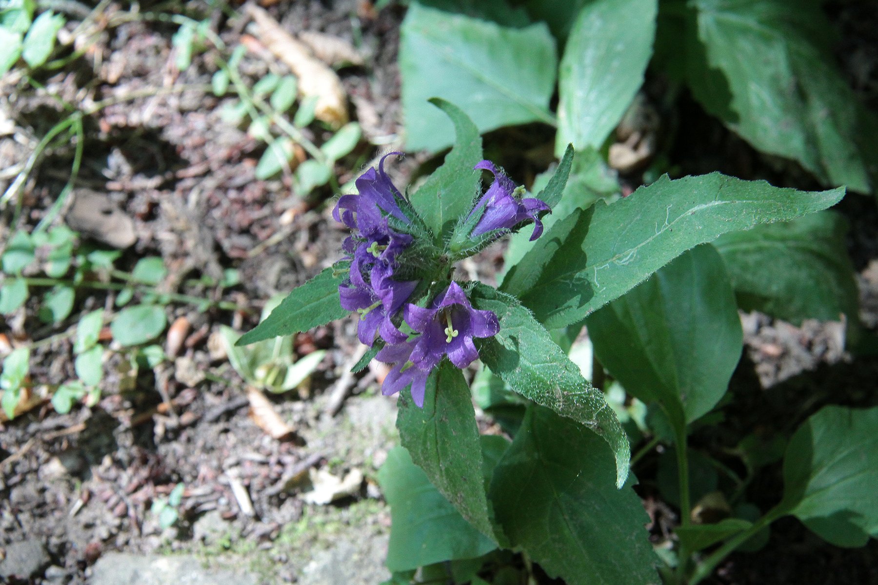 View larger image View larger image