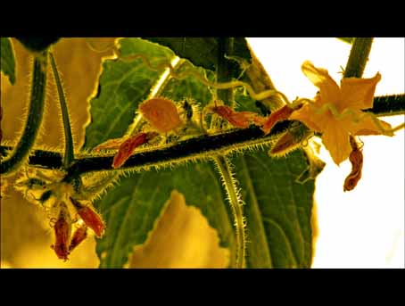 View larger image View larger image