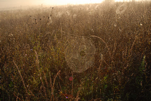 View larger image View larger image